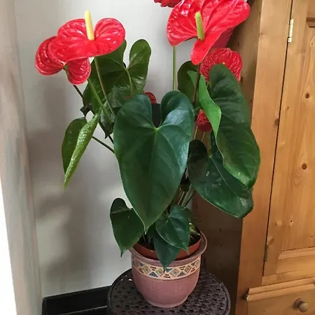 La Maison De Romeo Bergheim