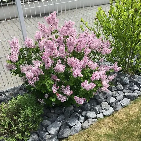 Alojamento de Acomodação e Pequeno-almoço La Maison De Romeo